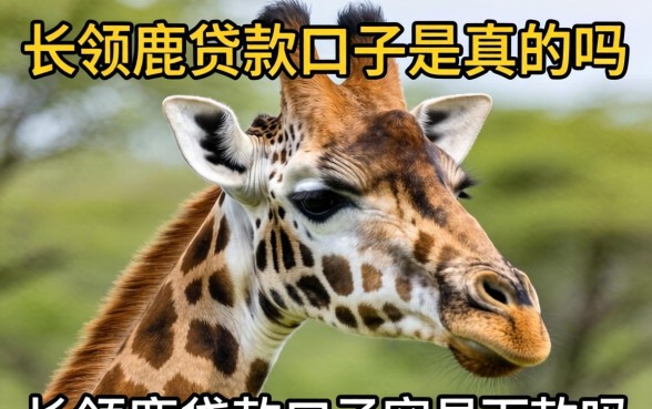 长劲鹿贷款口子容易下款吗