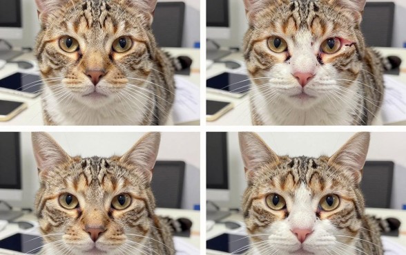 猫的内眼睑下面有个口子怎么回事，猫内眼睑下面有伤口怎么办